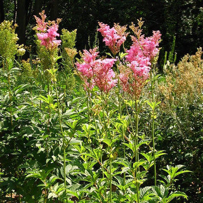 Filipendula rubra - Queen of the Prairie - 3" Pot