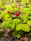 Fragaria vesca - Woodland Strawberry