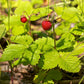 Fragaria virginiana - Wild Strawberry - 38 Plug Tray