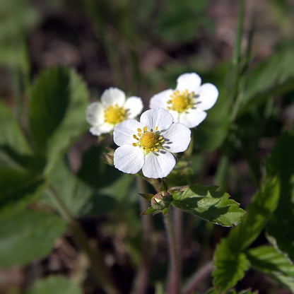 Fragaria virginiana - Wild Strawberry - 38 Plug Tray