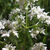 Galium boreale - Northern Bedstraw