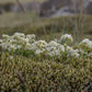 Galium boreale - Northern Bedstraw