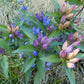 Gentiana andrewsii - Bottle Gentian - 3" Pot