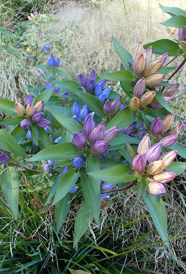 Gentiana andrewsii - Bottle Gentian - 38 Plug Tray – New Leaf Natives