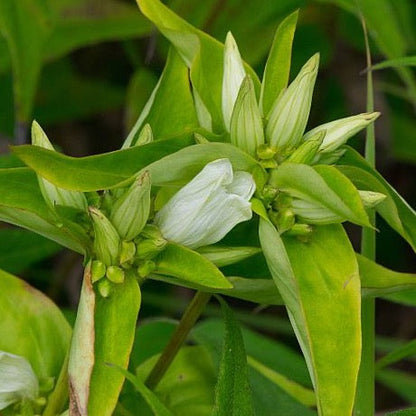 Gentiana flavida - Cream Gentian