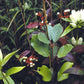 Gentiana flavida - Cream Gentian