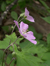 Geranium maculatum - Wild Geranium - 3" Pot