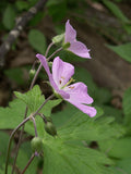 Geranium maculatum - Wild Geranium - 3" Pot