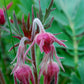 Geum triflorum - Prairie Smoke - 3" Pot