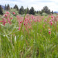 Geum triflorum - Prairie Smoke