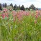Geum triflorum - Prairie Smoke - 38 Plug Tray