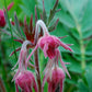 Geum triflorum - Prairie Smoke - 38 Plug Tray