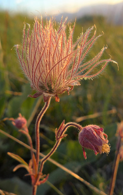 Geum triflorum - Prairie Smoke - 3" Pot