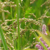 Glyceria canadensis - Rattlesnake Grass