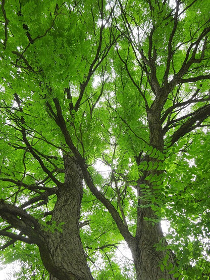 Gymnocladus dioicus - Kentucky Coffeetree - 1 Gallon Pot