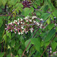 Gymnocladus dioicus - Kentucky Coffeetree