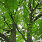 Gymnocladus dioicus - Kentucky Coffeetree