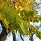 Gymnocladus dioicus - Kentucky Coffeetree - 1 Gallon Pot