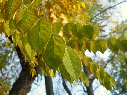 Gymnocladus dioicus - Kentucky Coffeetree