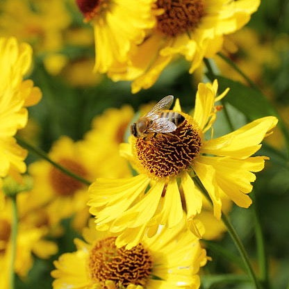 Helenium autumnale - Sneezeweed - 38 Plug Tray