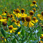 Helenium autumnale - Sneezeweed - 3" Pot