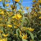 Helianthus maximiliani - Maximilian's Sunflower
