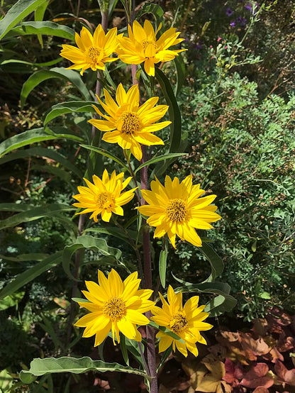 Helianthus maximiliani - Maximilian's Sunflower