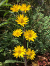 Helianthus maximiliani - Maximilian's Sunflower