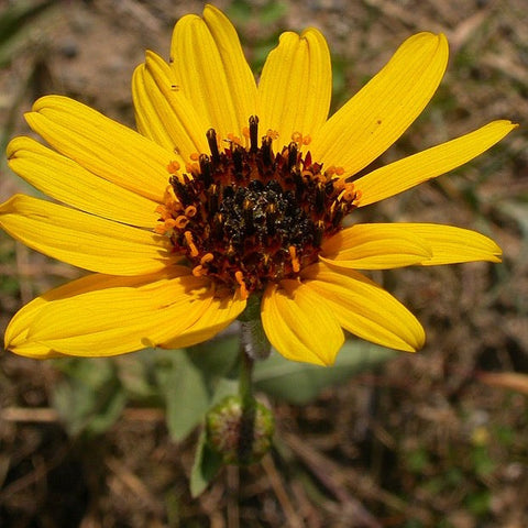 Helianthus pauciflorus - Showy Sunflower - 38 Plug Tray
