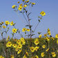 Helianthus giganteus - Tall Sunflower - 3" Pot