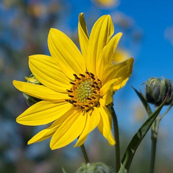 Helianthus giganteus - Tall Sunflower