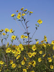 Helianthus giganteus - Tall Sunflower - 38 Plug Tray