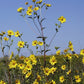 Helianthus giganteus - Tall Sunflower