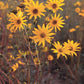 Helianthus occidentalis - Western Sunflower - 3" Pot