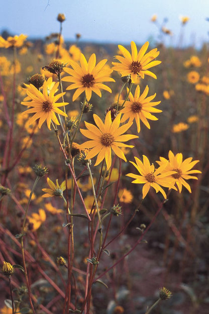 Helianthus occidentalis - Western Sunflower - 3" Pot