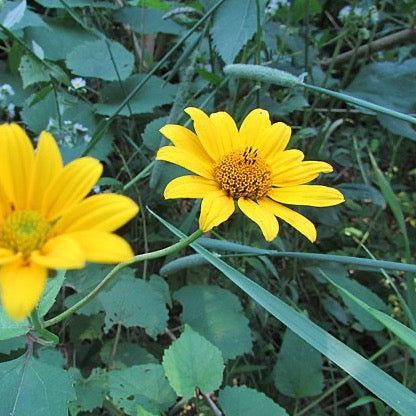 Helianthus occidentalis - Western Sunflower - 3" Pot