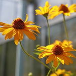 Heliopsis helianthoides - False Sunflower - 38 Plug Tray