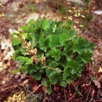 Heuchera richardsonii - Prairie Alumroot - 38 Plug Tray