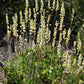 Heuchera richardsonii - Prairie Alumroot - 38 Plug Tray