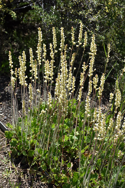 Heuchera richardsonii - Prairie Alumroot
