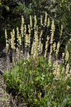 Heuchera richardsonii - Prairie Alumroot - 38 Plug Tray