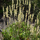 Heuchera richardsonii - Prairie Alumroot - 3" Pot