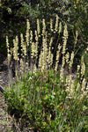 Heuchera richardsonii - Prairie Alumroot - 3" Pot