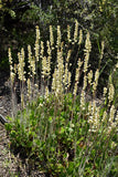 Heuchera richardsonii - Prairie Alumroot - 3" Pot