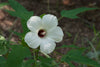 Hibiscus laevis - Rose Mallow