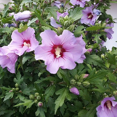 Hibiscus laevis - Rose Mallow - 3" Pot