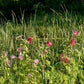 Hibiscus moscheutos - Swamp Rose Mallow