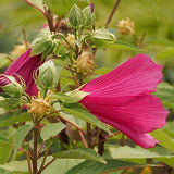 Hibiscus moscheutos - Swamp Rose Mallow - 3" Pot