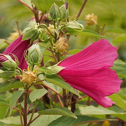 Hibiscus moscheutos - Swamp Rose Mallow