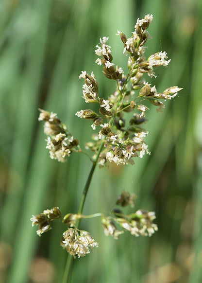 Hierochloe odorata - Sweet Grass